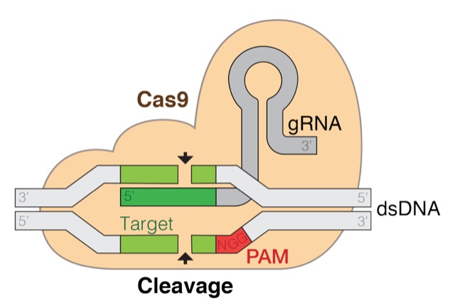 Figure 1 from the paper